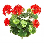 Geranium bush 39cm UV